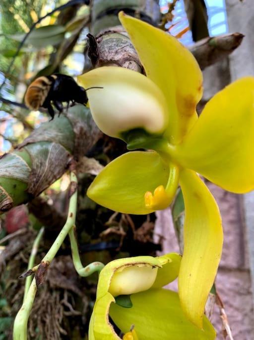 Tropical Bee Garden Holiday Houses Savegre Bagian luar foto
